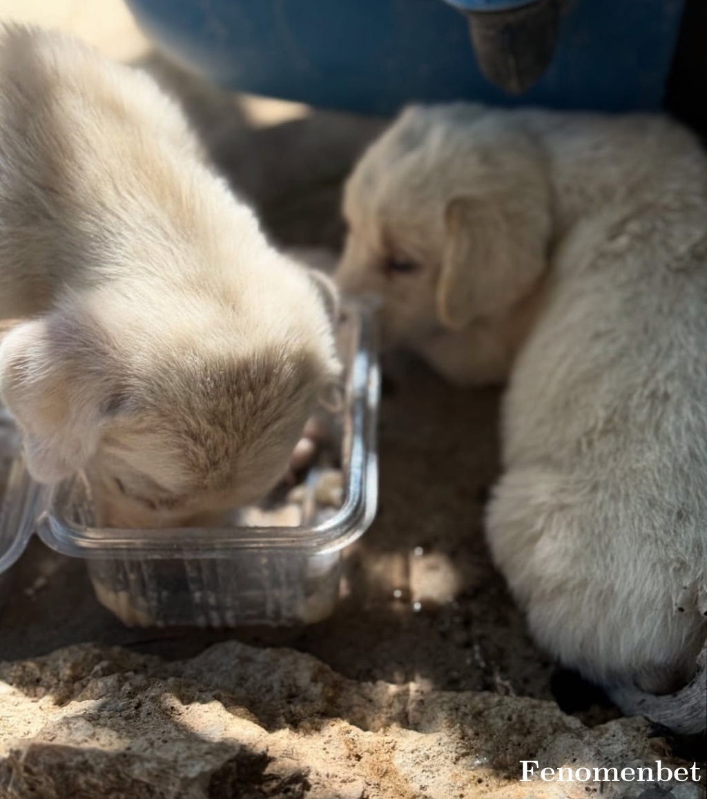 veysel8221 tarafından paylaşıldı