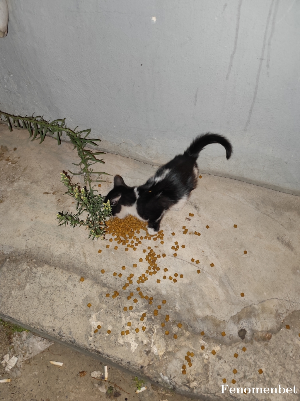 saka4758 tarafından paylaşıldı