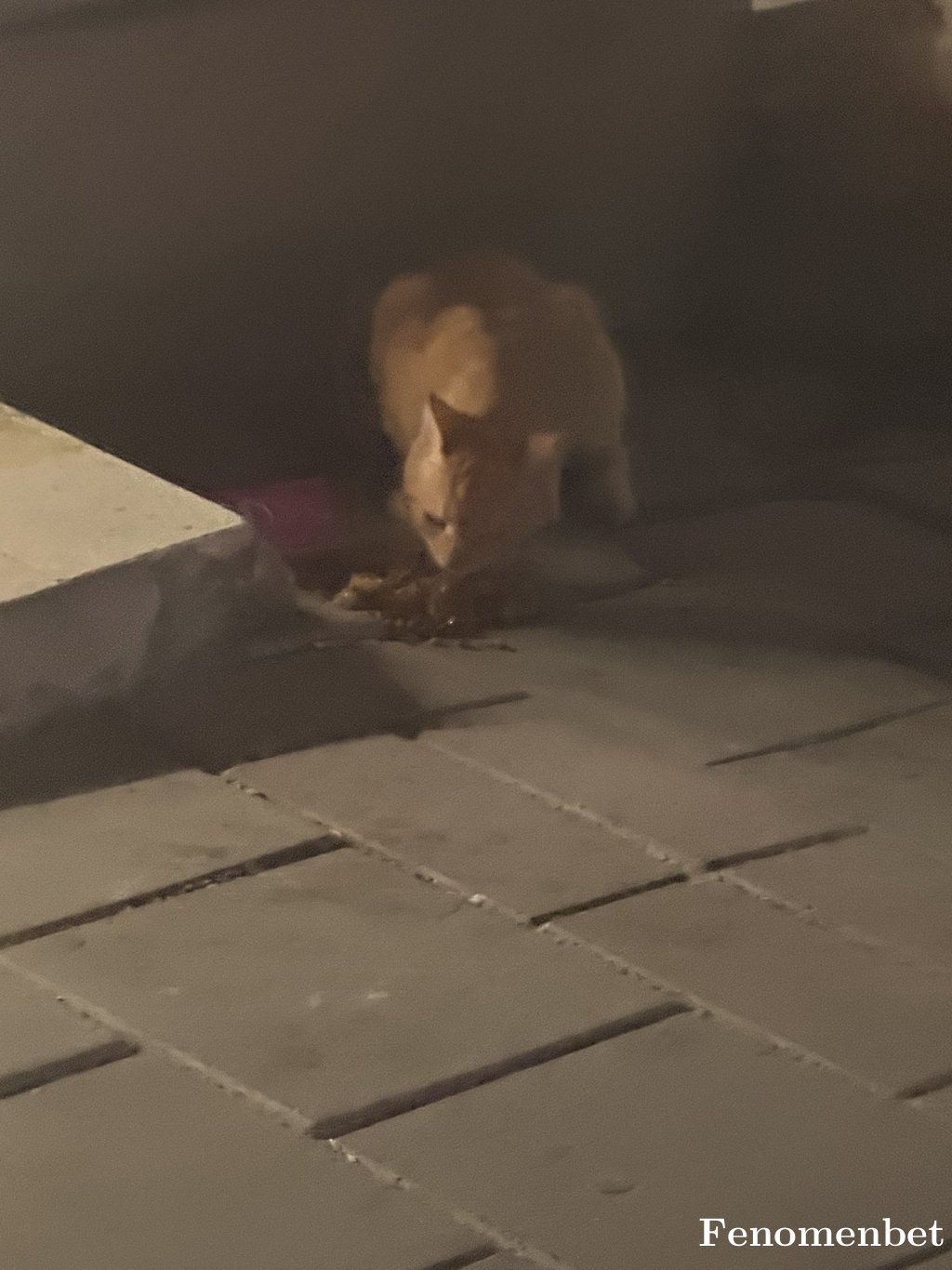 Amerika35 tarafından paylaşıldı