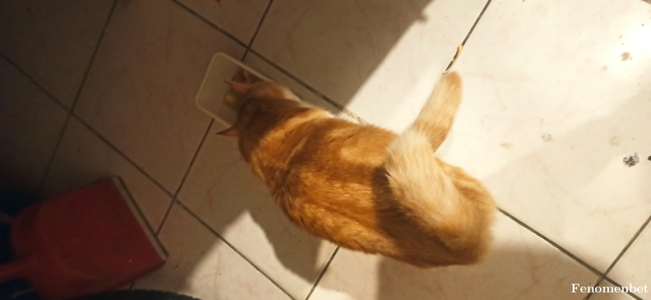 yasin61 tarafından paylaşıldı