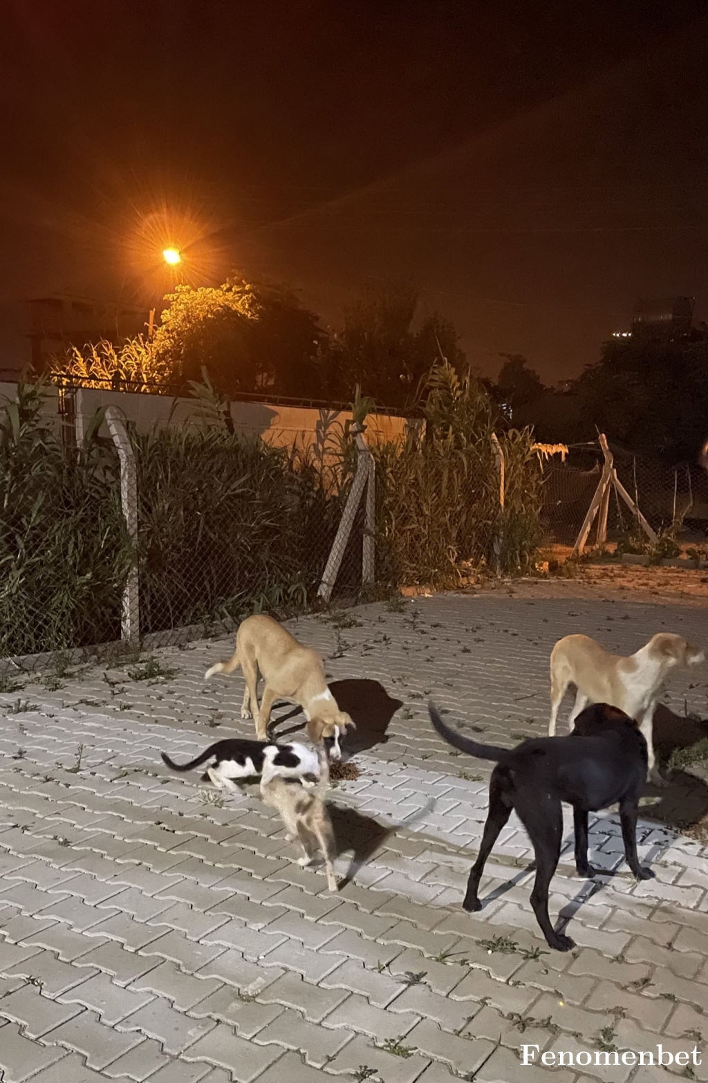 Ferdi0138 tarafından paylaşıldı