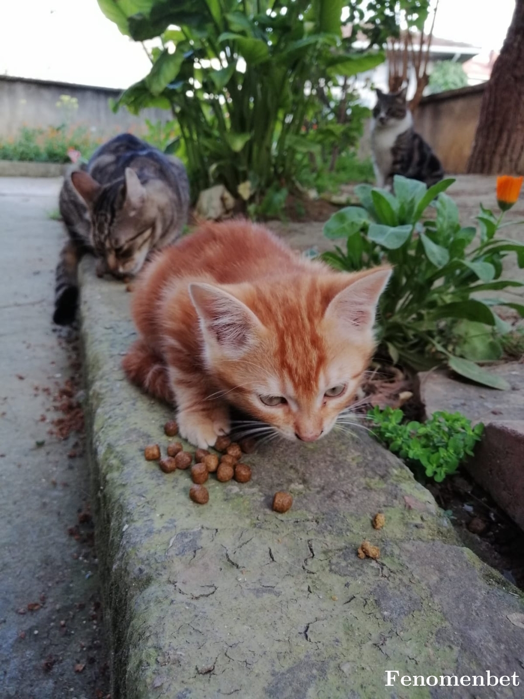 Cello2734 tarafından paylaşıldı