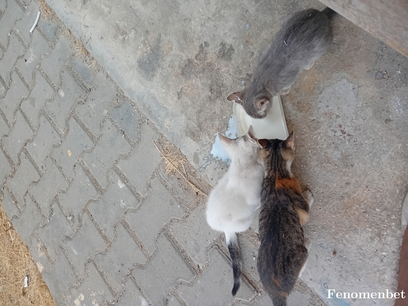 Kadir9703 tarafından paylaşıldı