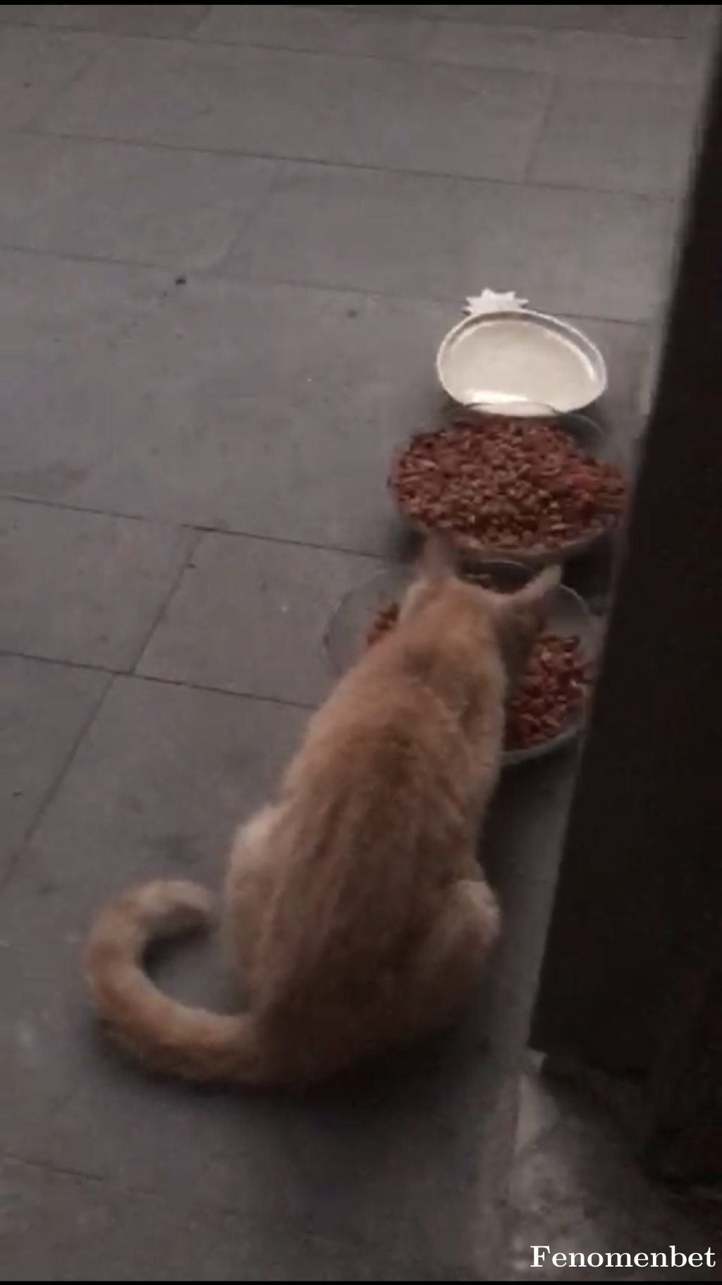 uflesene tarafından paylaşıldı
