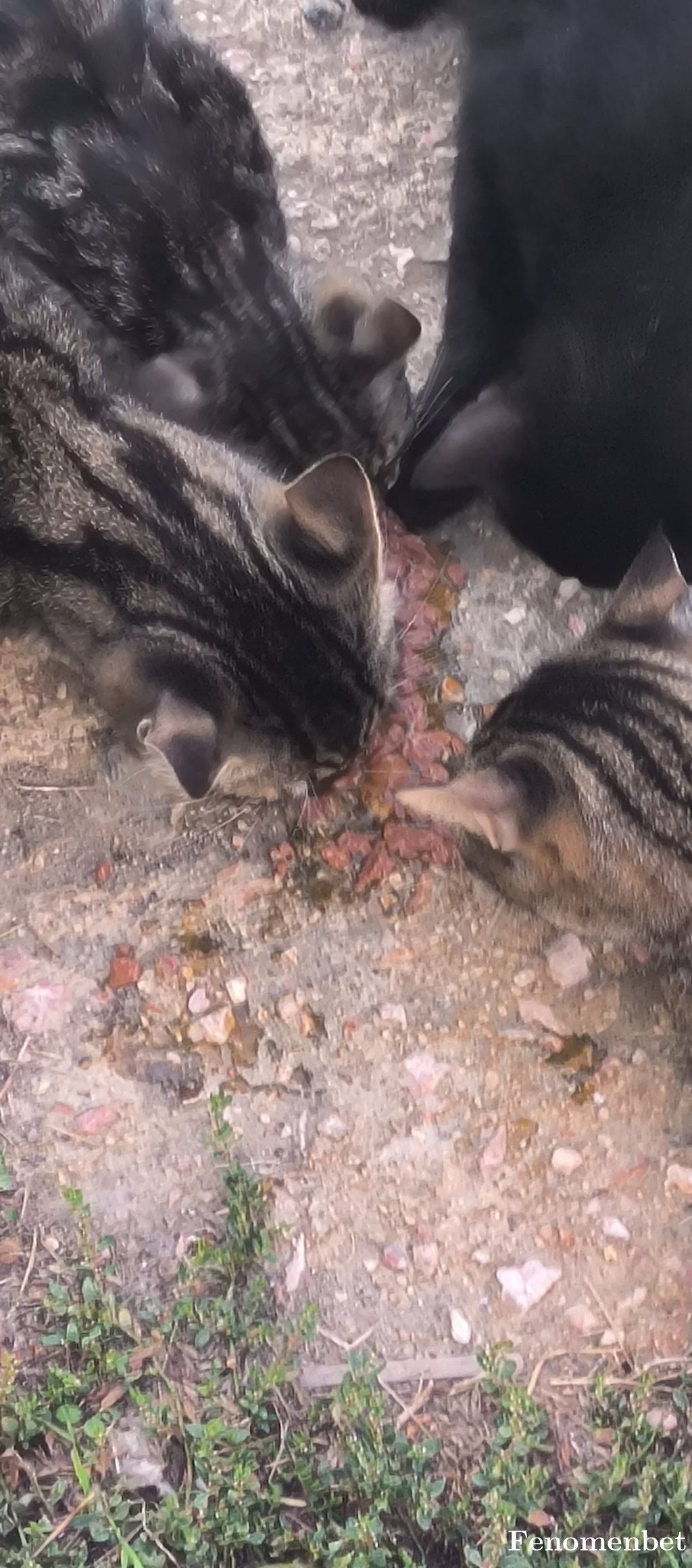 Erkan9552 tarafından paylaşıldı