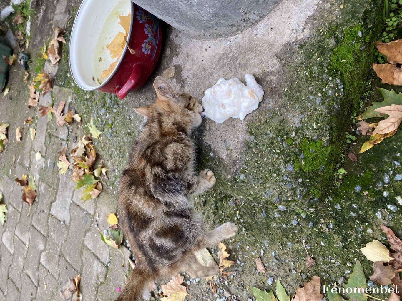 Selambenyigit tarafından paylaşıldı