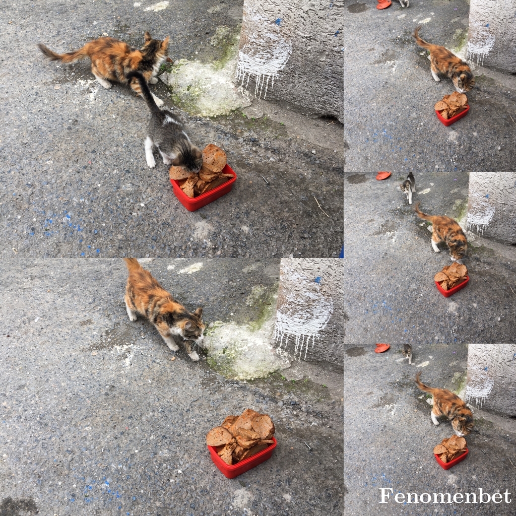 woznurkaya tarafından paylaşıldı