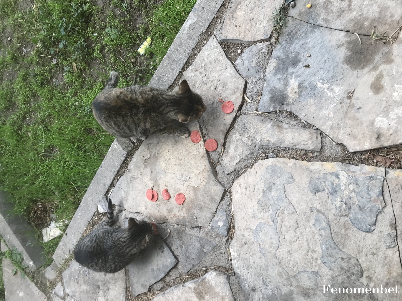 Tulin1974 tarafından paylaşıldı