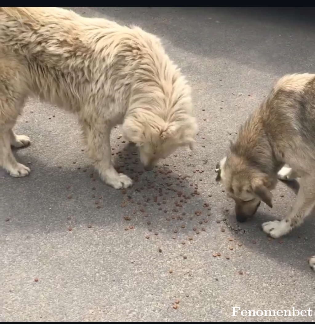 Azad30300 tarafından paylaşıldı