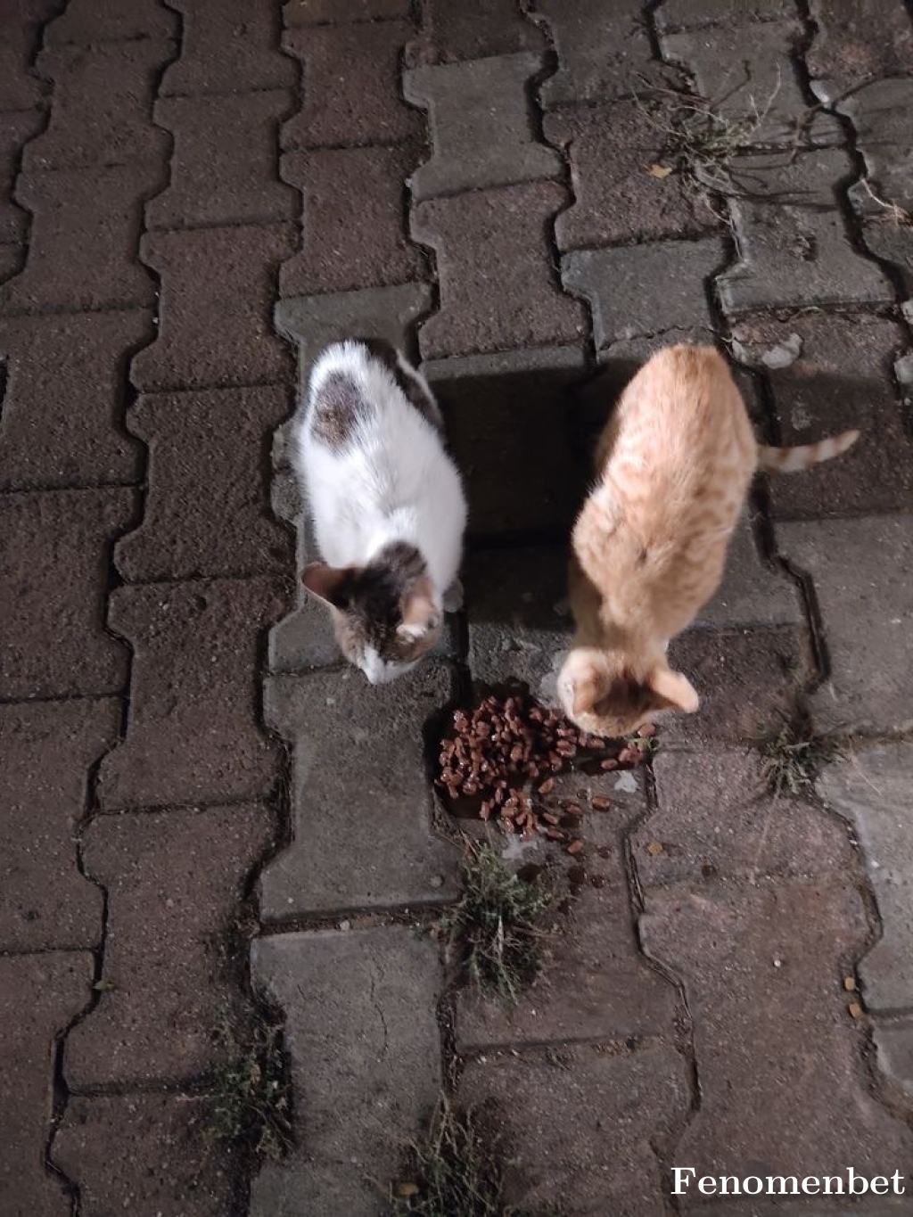 Metinaras07 tarafından paylaşıldı