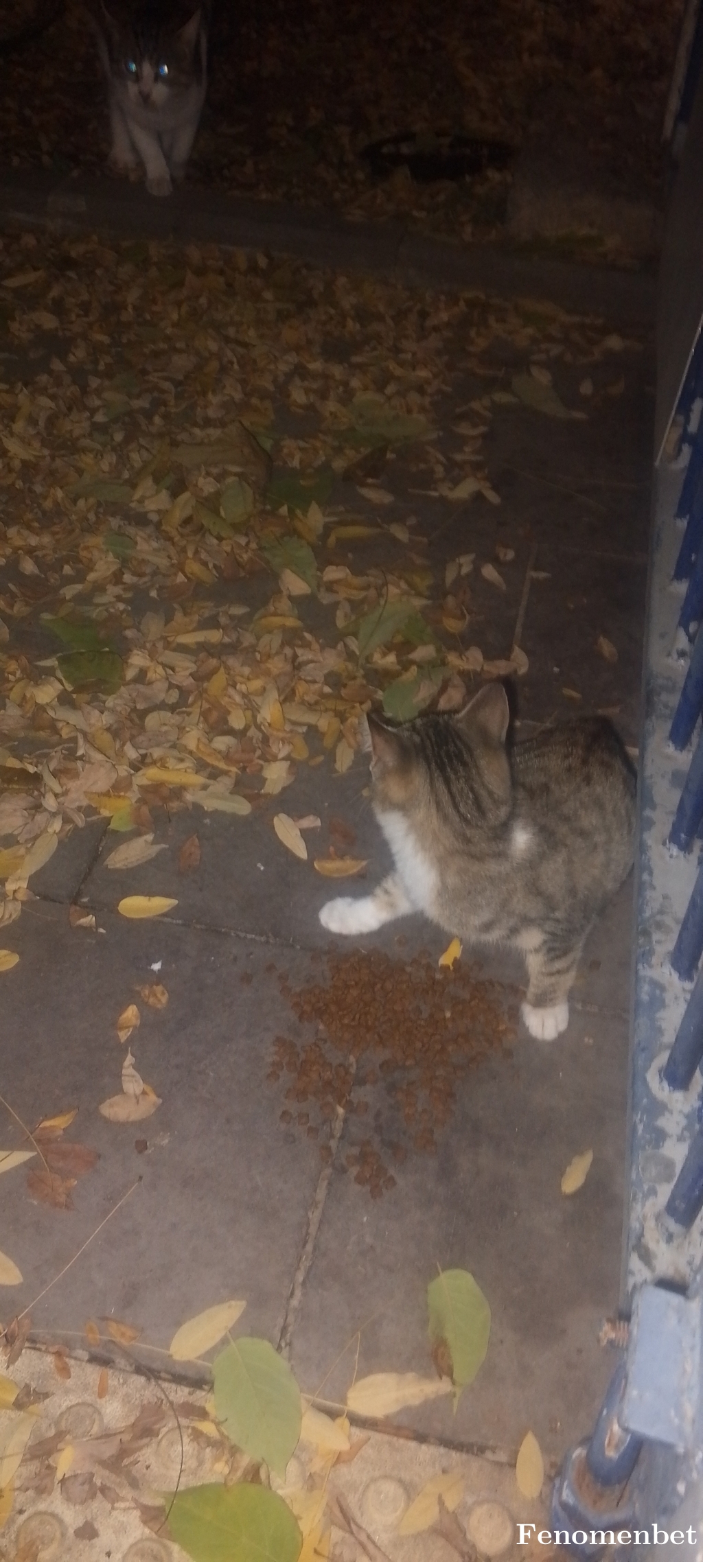 Memacit02 tarafından paylaşıldı