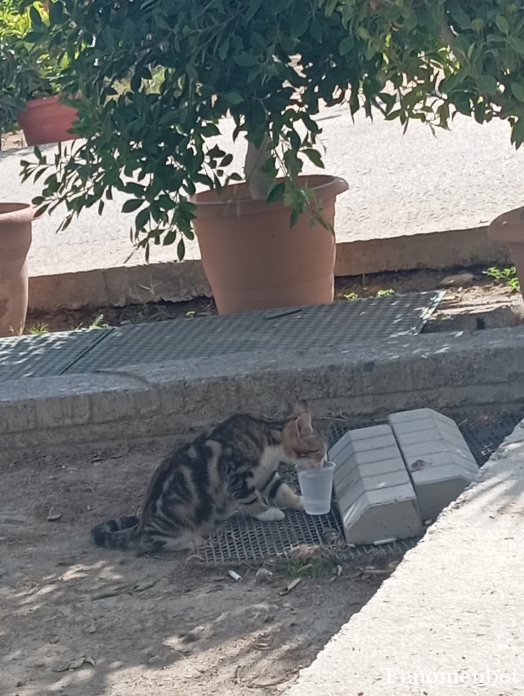 Asdgs1  tarafından paylaşıldı