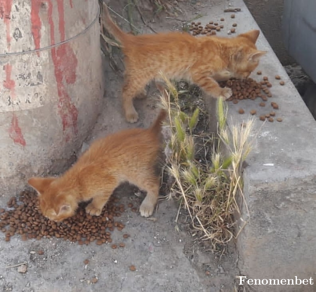 Dilanyldrm35  tarafından paylaşıldı