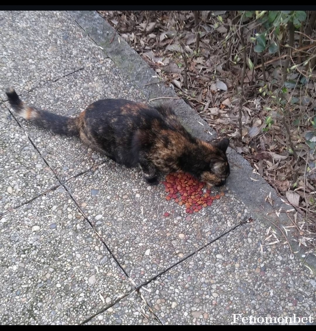 Cihanov6060 tarafından paylaşıldı