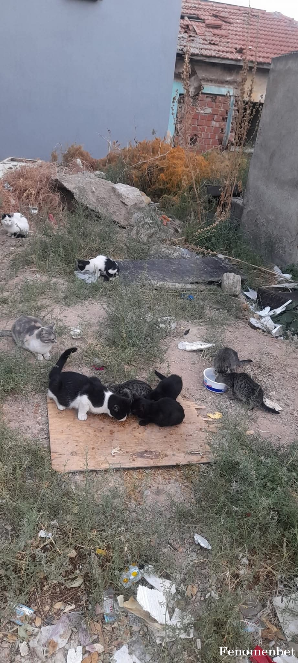 bahis6565 tarafından paylaşıldı