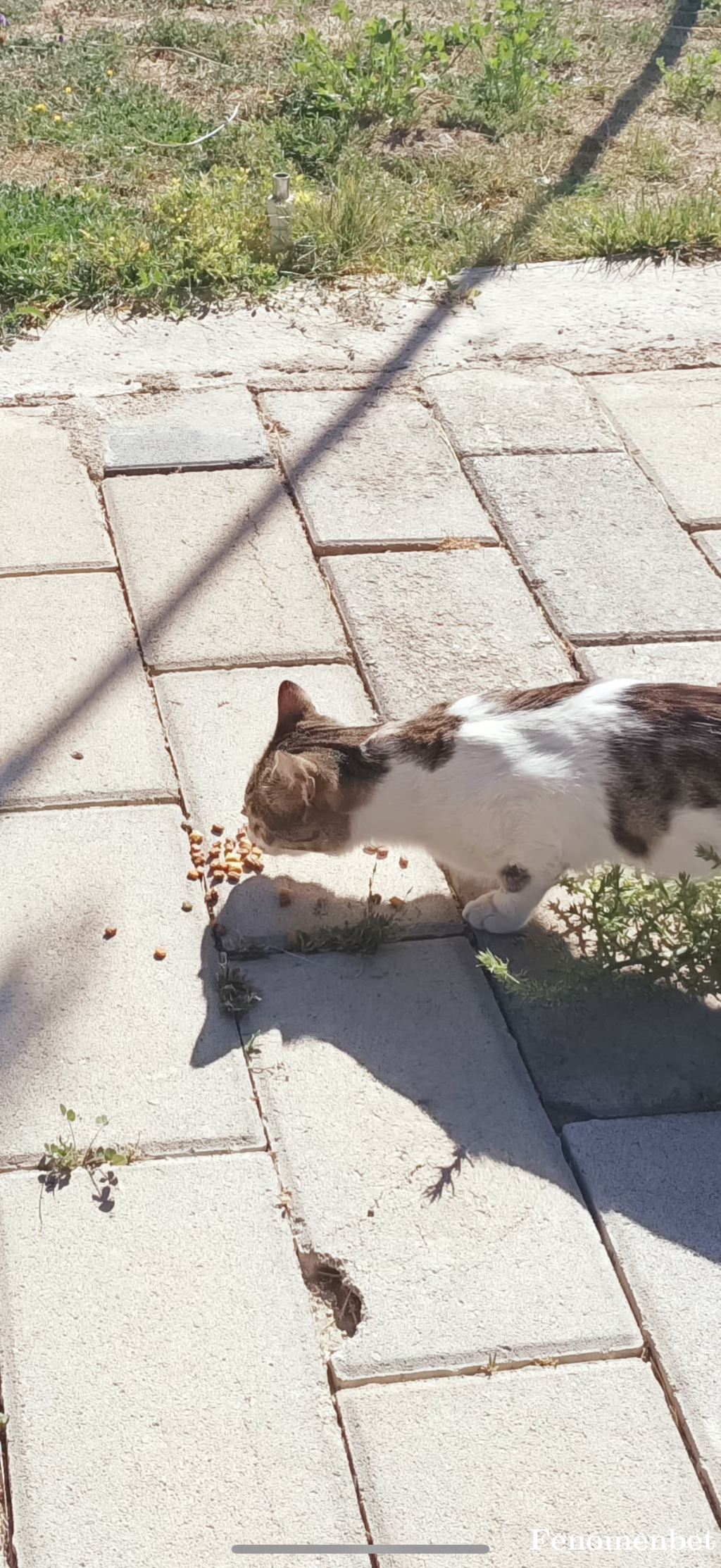 Masalca tarafından paylaşıldı