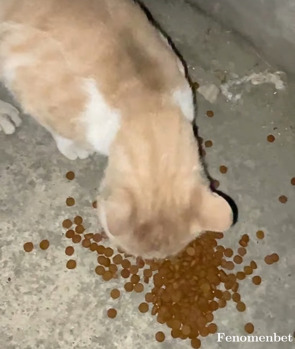 Edatas tarafından paylaşıldı