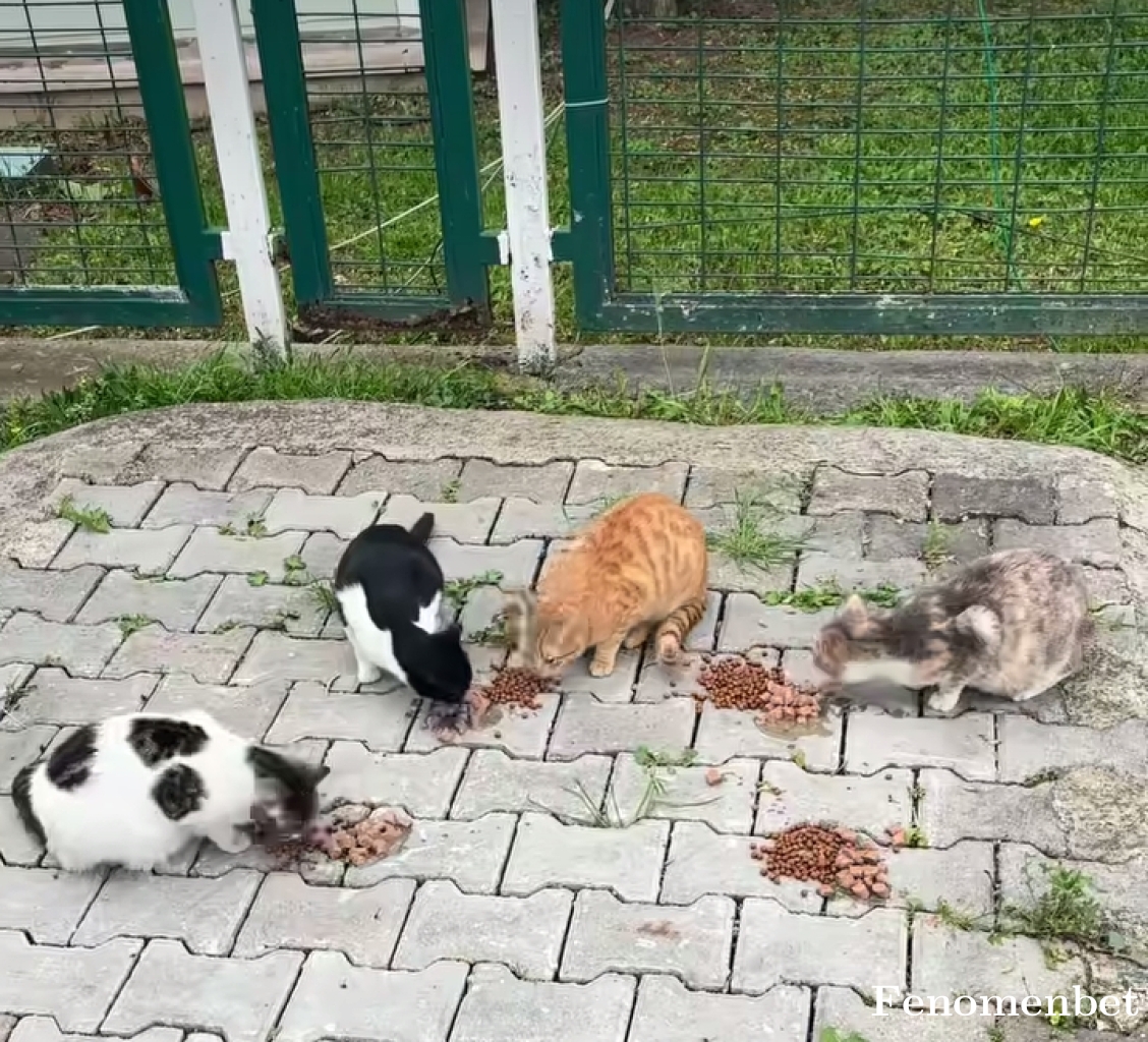 Mrv1616 tarafından paylaşıldı