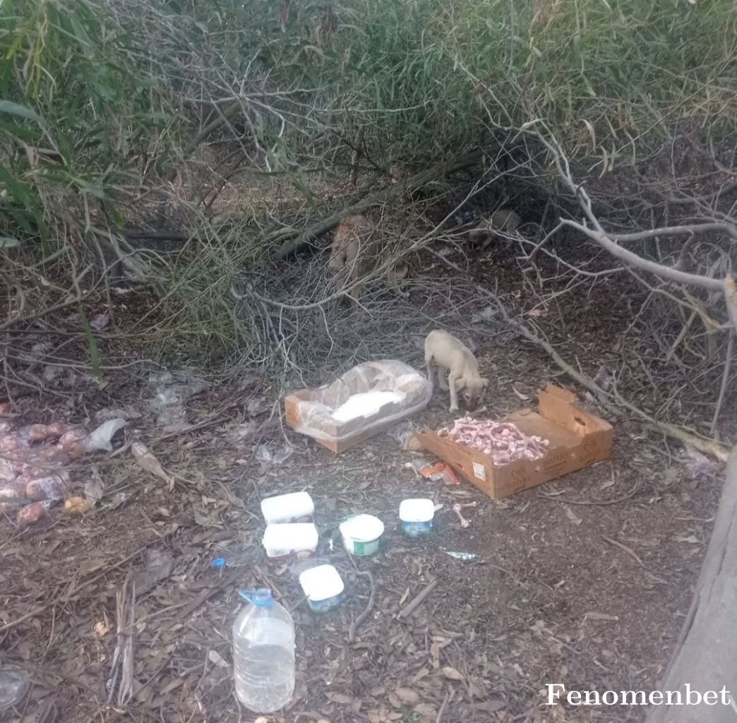 memoyaman tarafından paylaşıldı