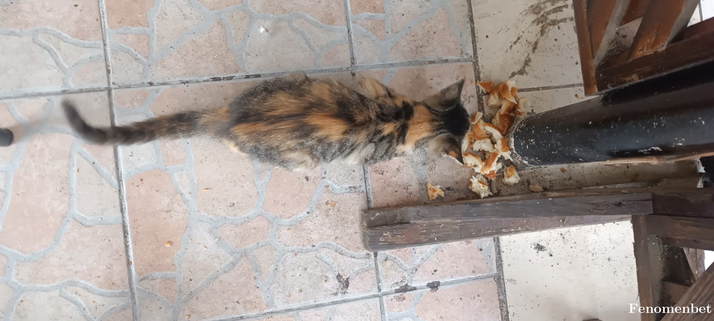 Eflatundunya tarafından paylaşıldı