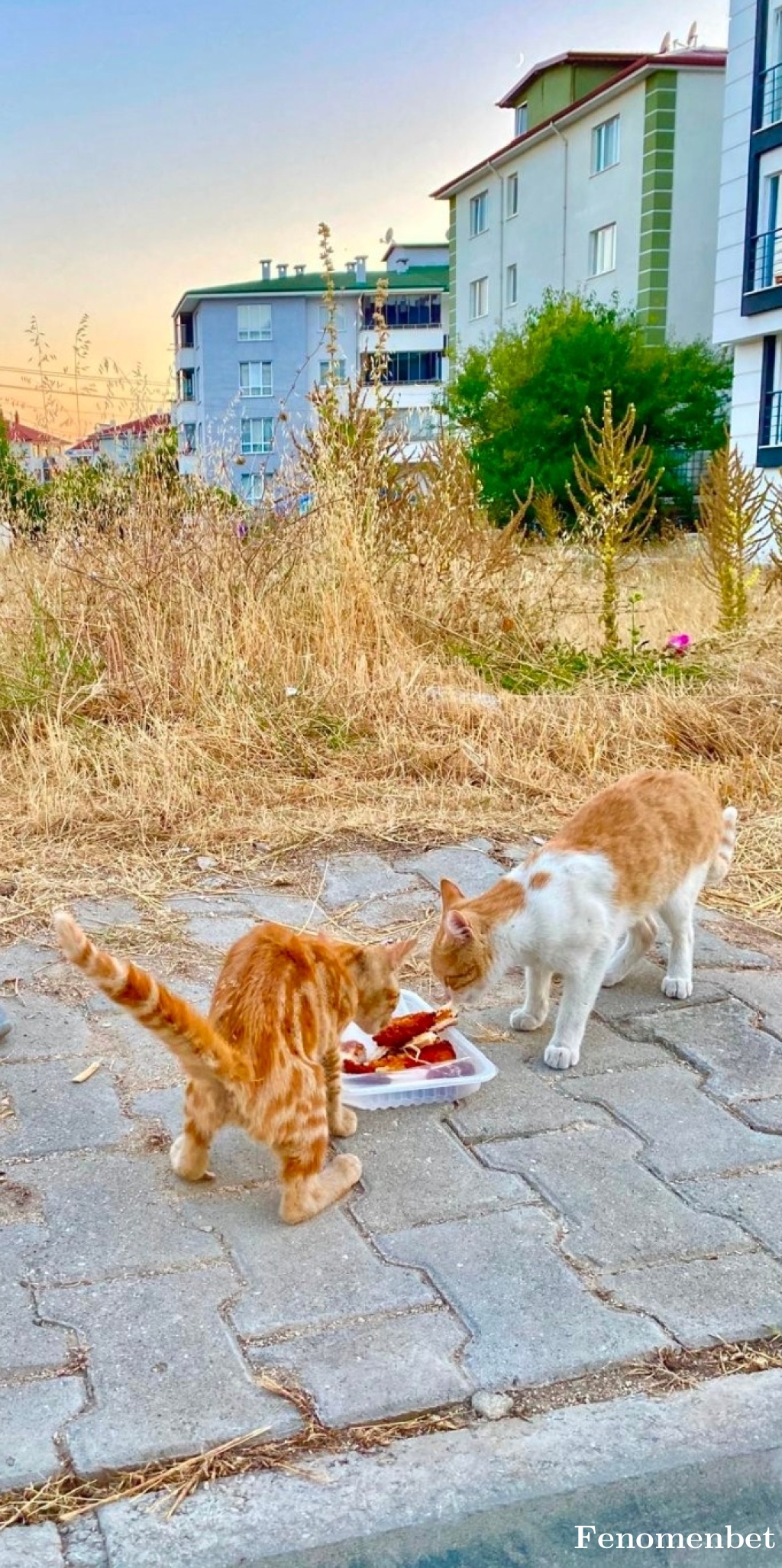 Rinkushichi tarafından paylaşıldı