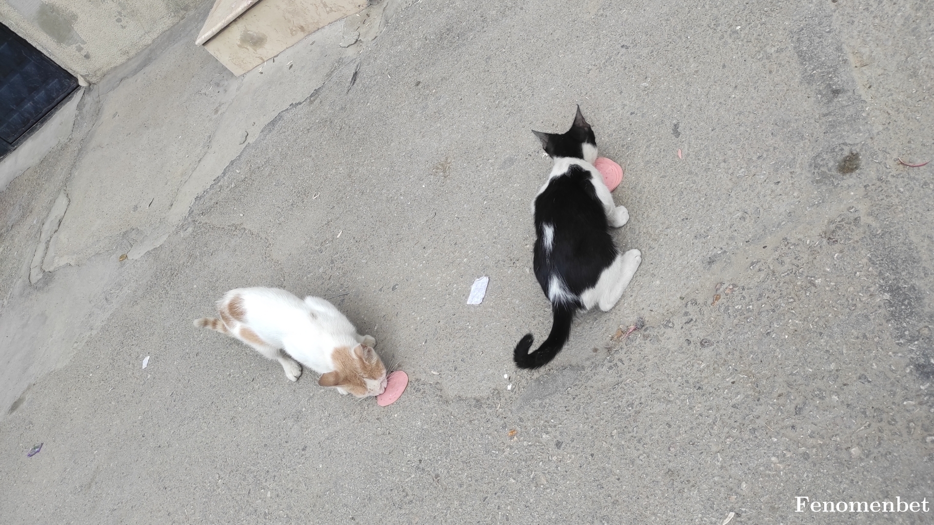 sulo1453 tarafından paylaşıldı