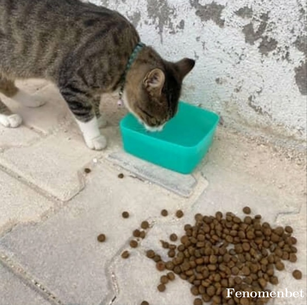 Nemesiz34 tarafından paylaşıldı