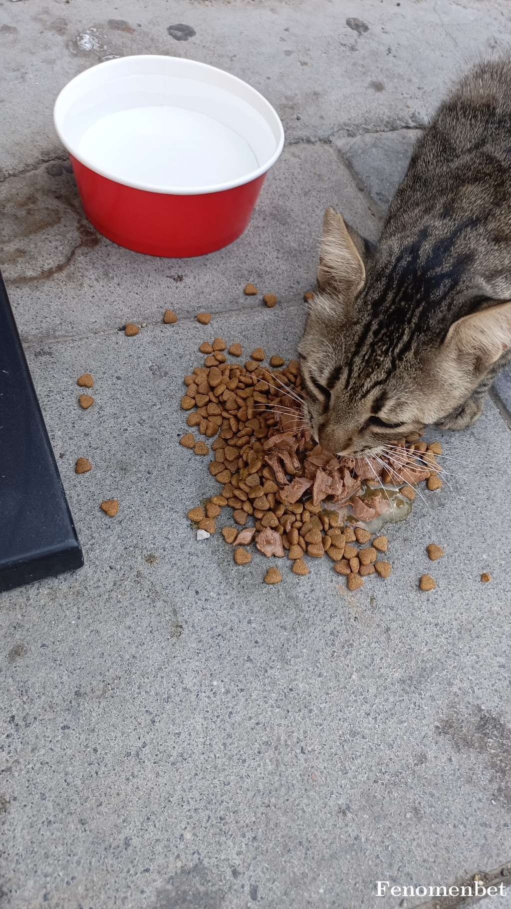 dogstar297 tarafından paylaşıldı