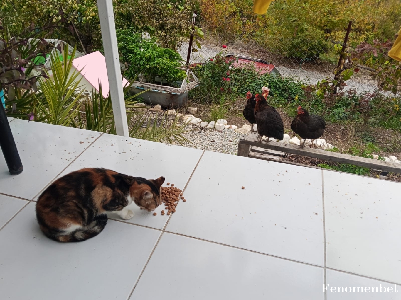 merdo3509 tarafından paylaşıldı