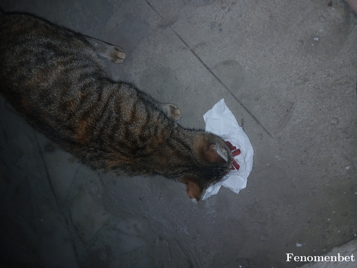 AtacanIsmail  tarafından paylaşıldı