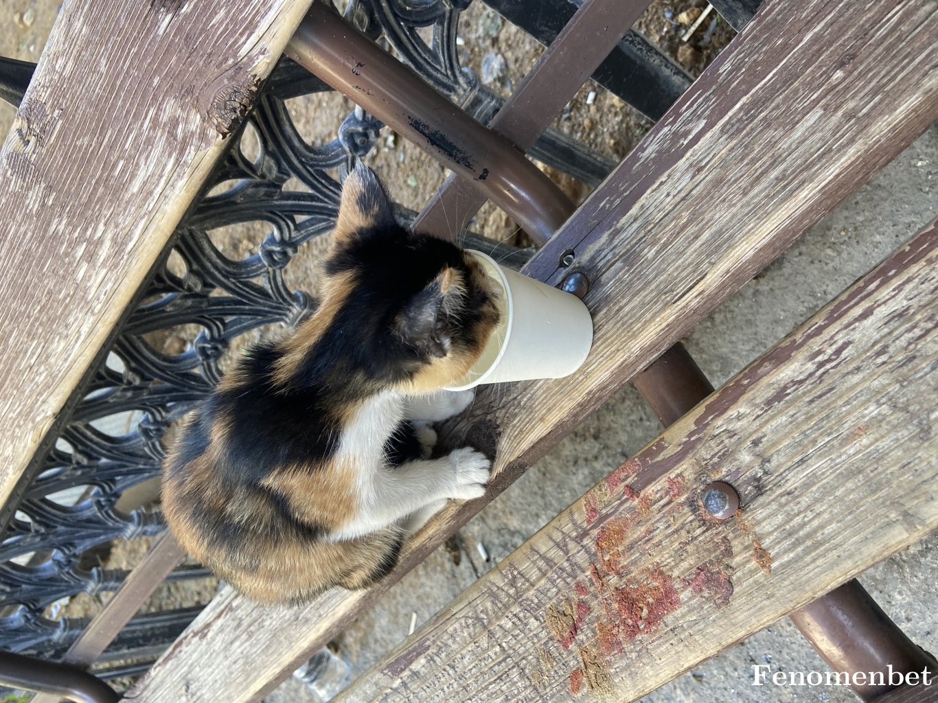 Yusufkyt tarafından paylaşıldı