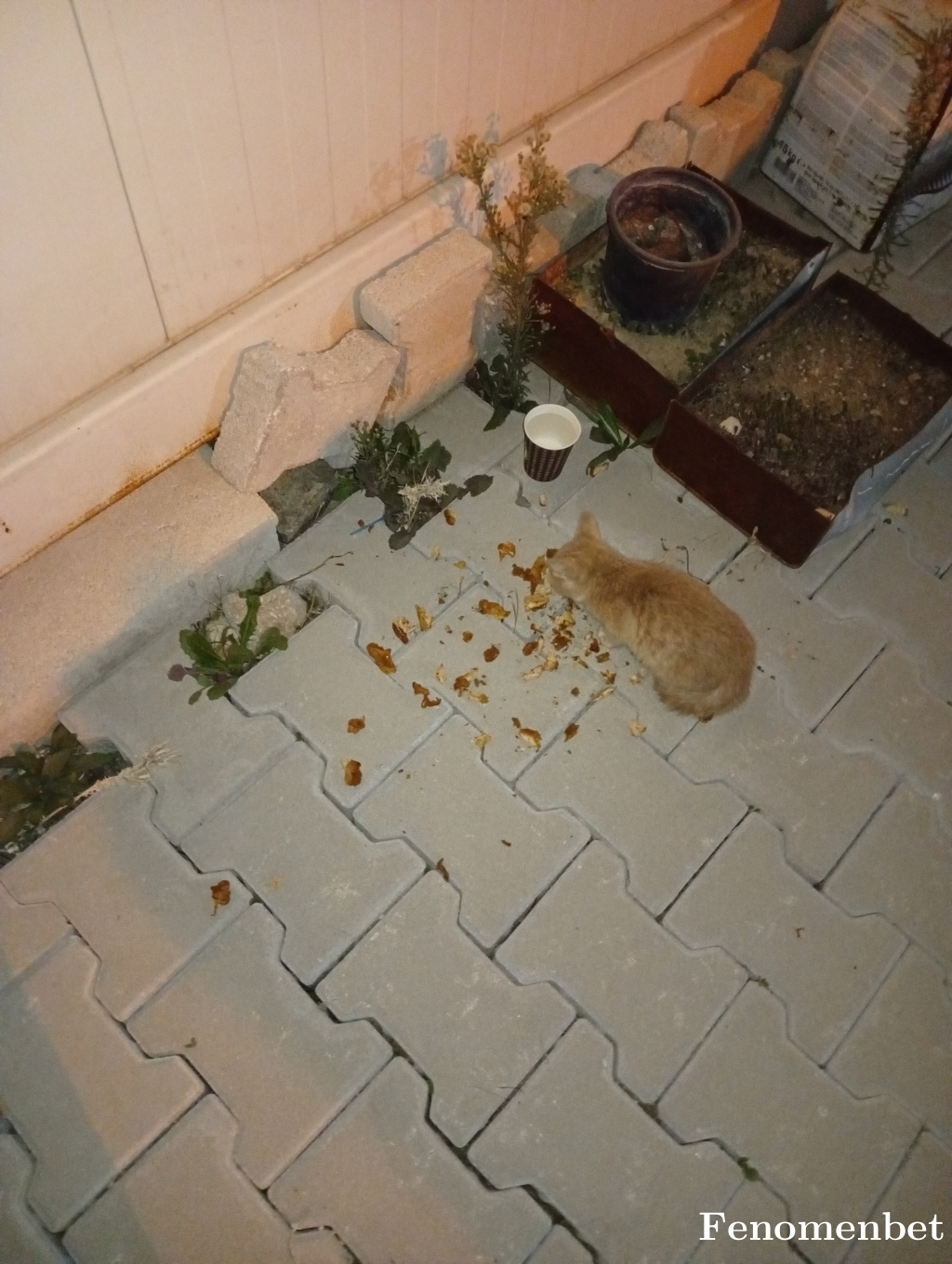 emiro66 tarafından paylaşıldı