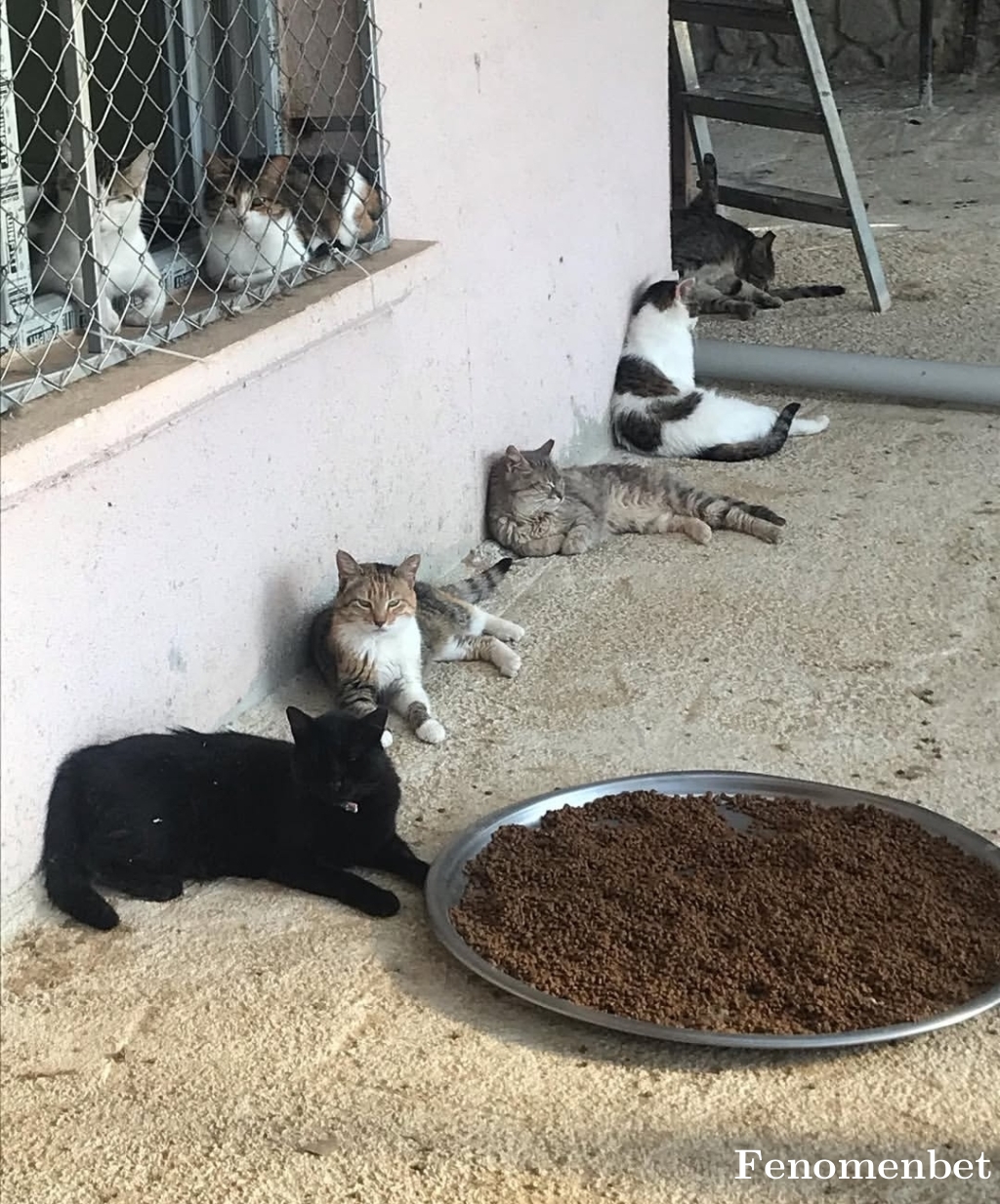 Tutsak7272 tarafından paylaşıldı