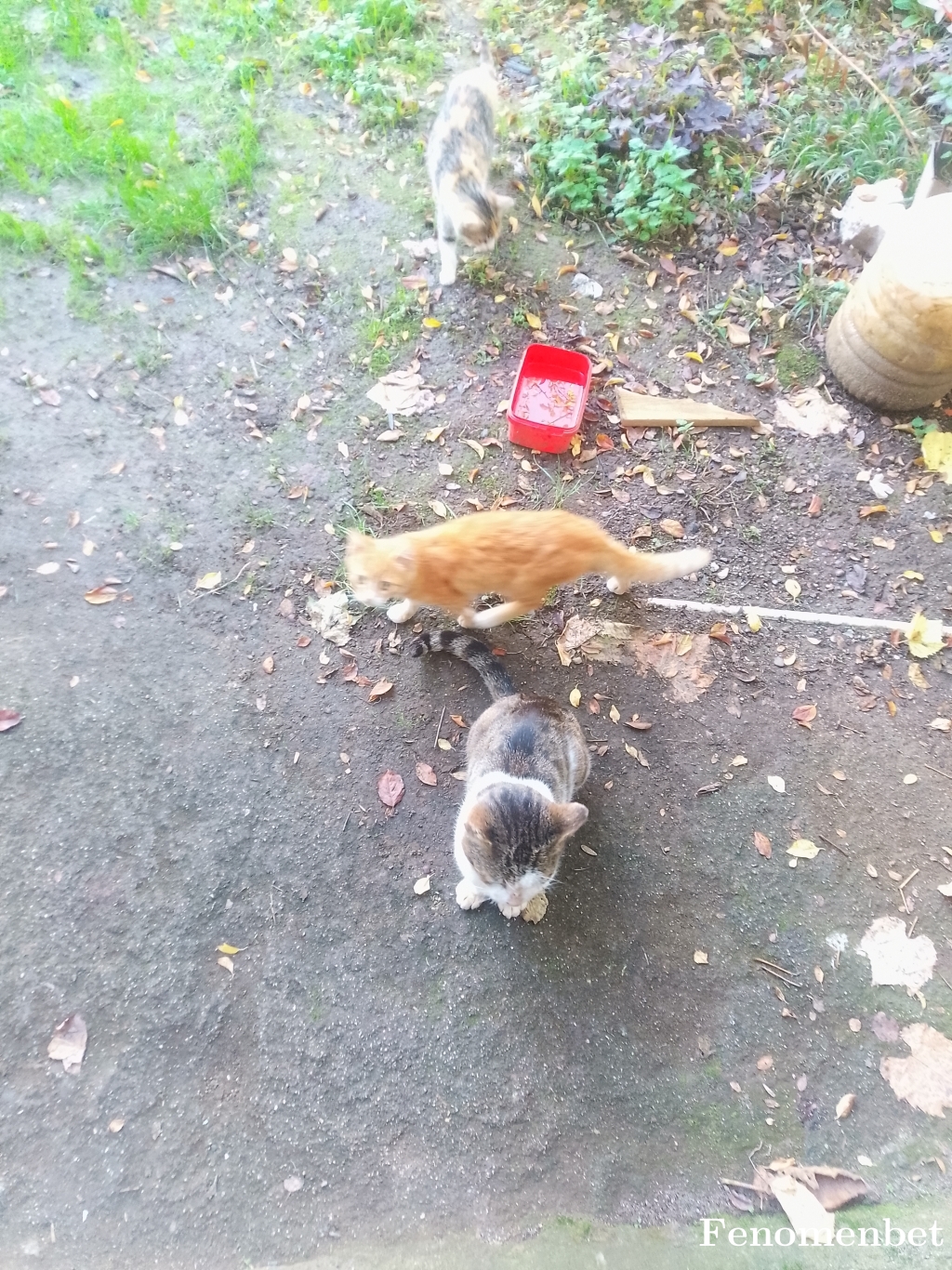 Canbaz54 tarafından paylaşıldı