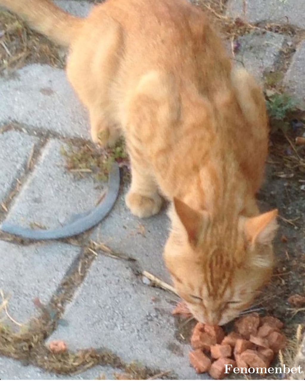 Akinci11 tarafından paylaşıldı