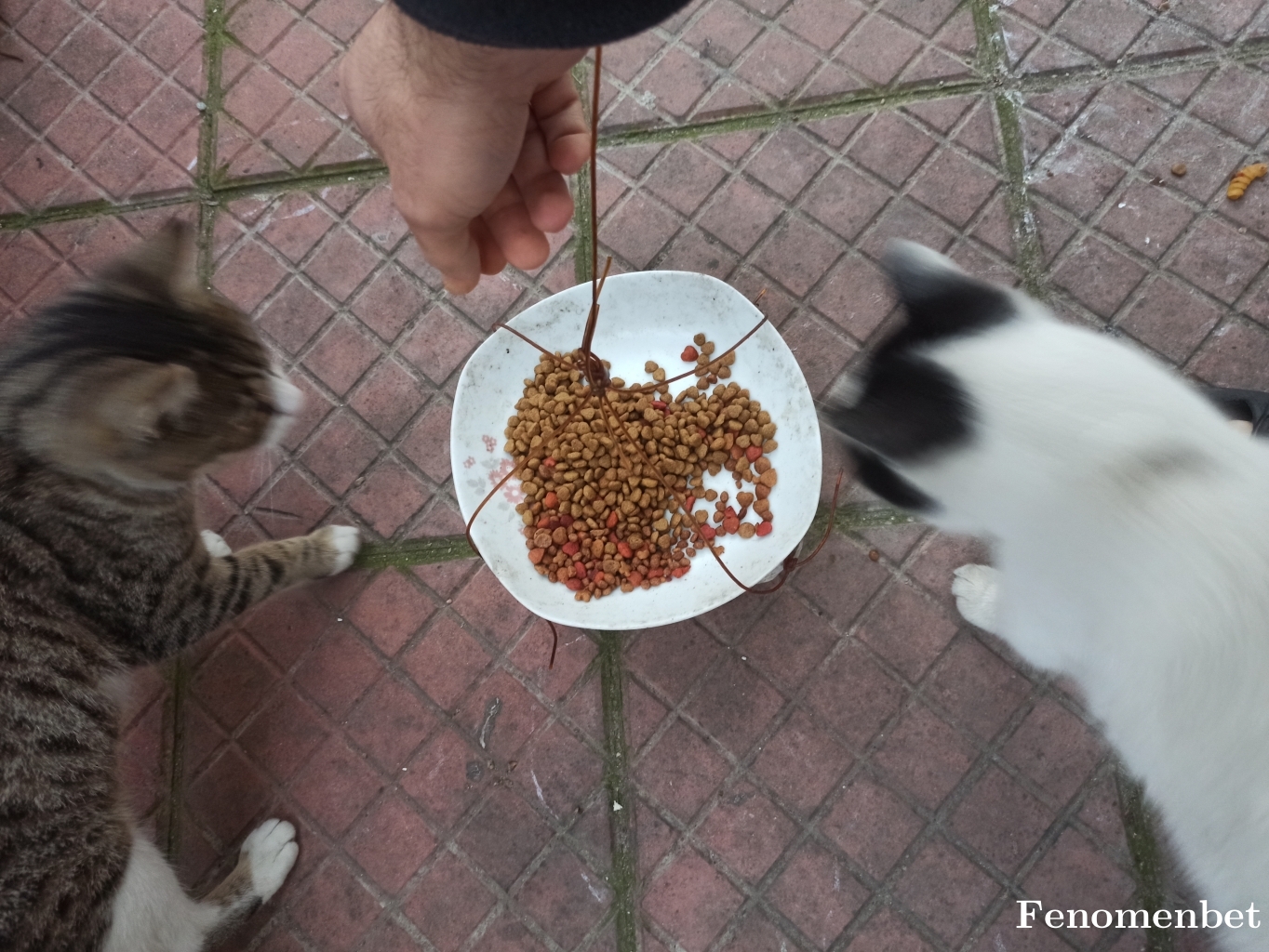 xdudaklik tarafından paylaşıldı