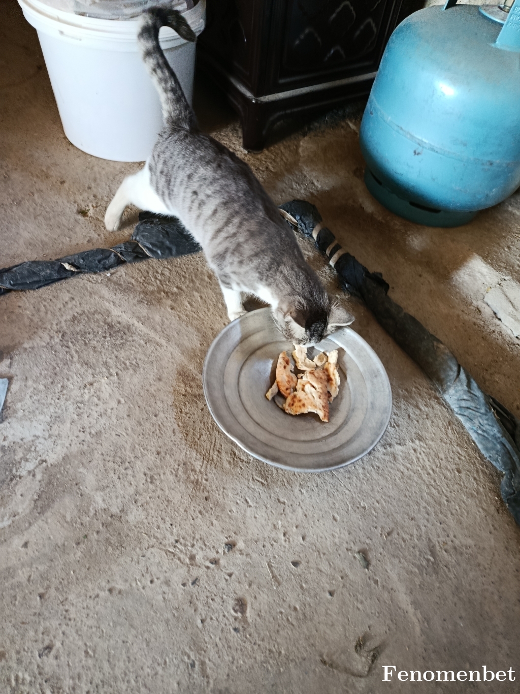 ahmett18  tarafından paylaşıldı