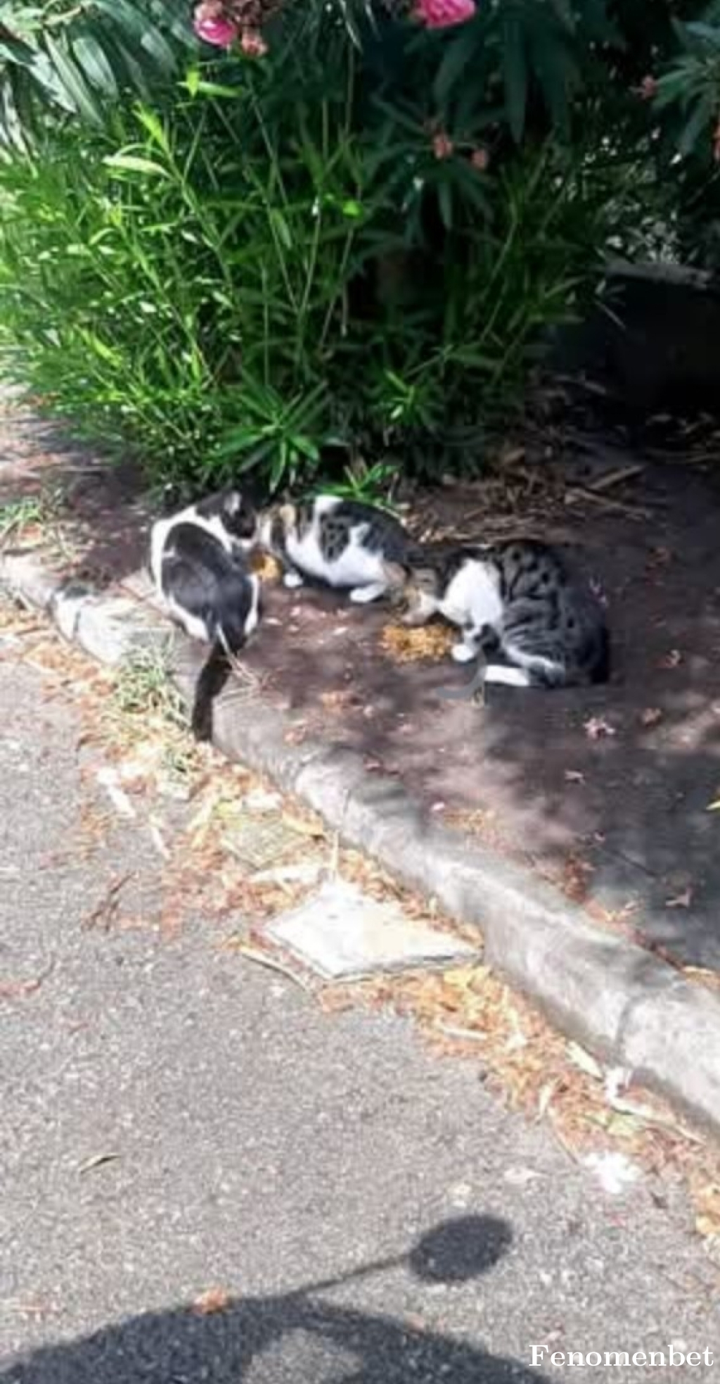 Ftm6161 tarafından paylaşıldı