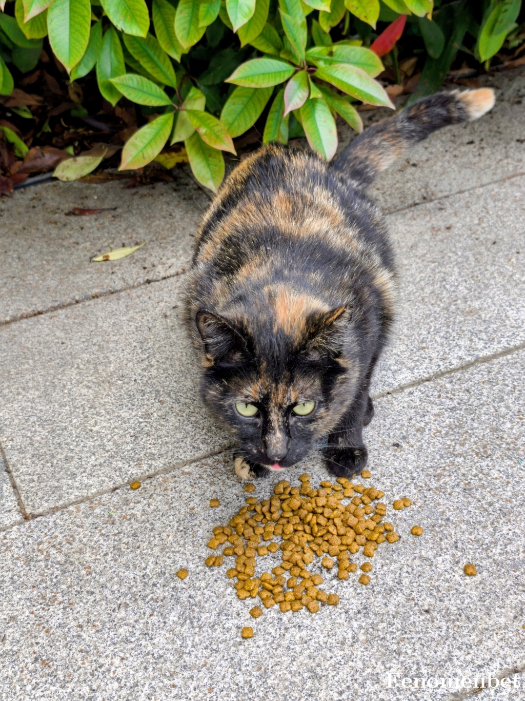 Ferhateyn tarafından paylaşıldı
