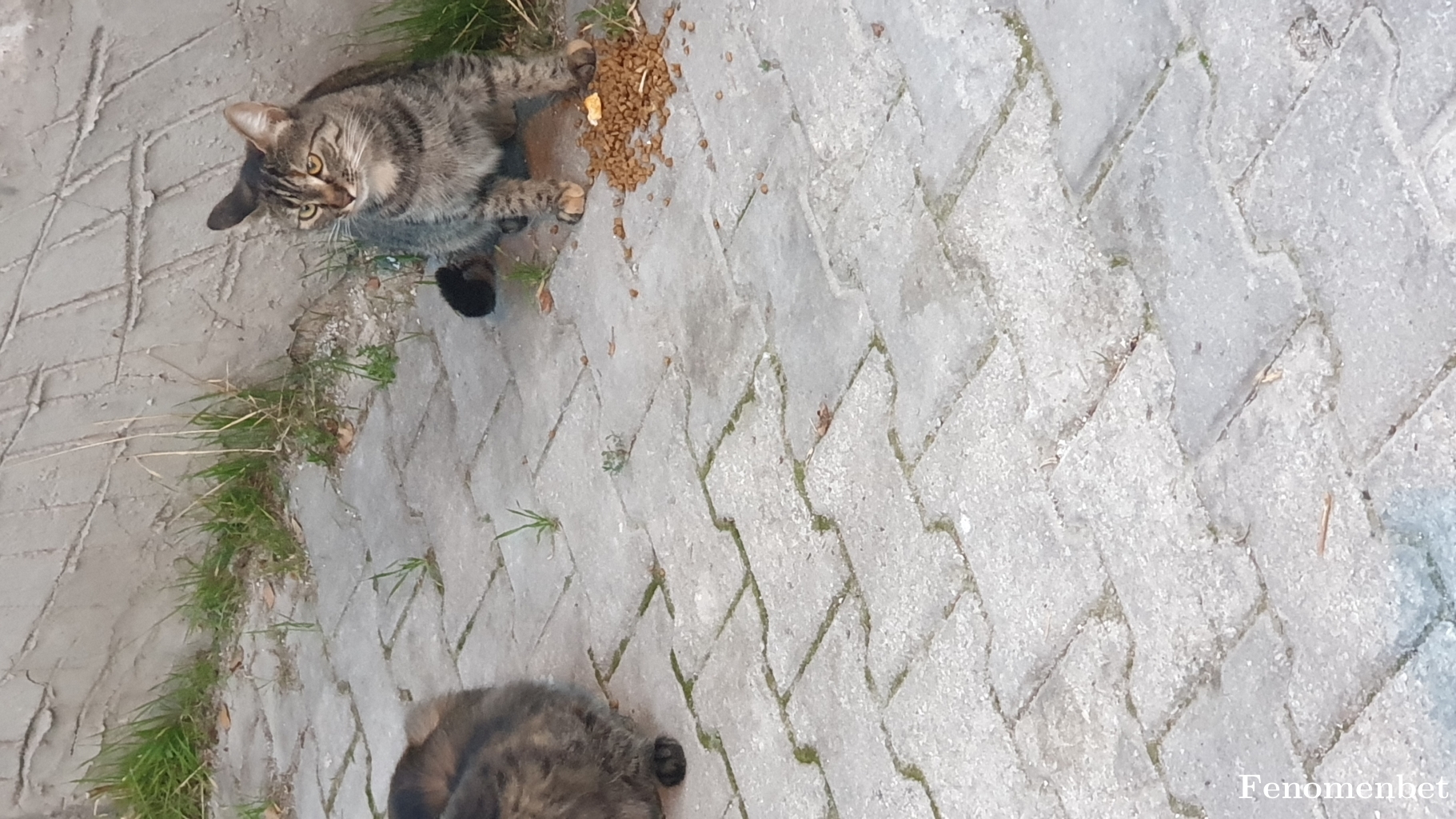 Ademumutt tarafından paylaşıldı