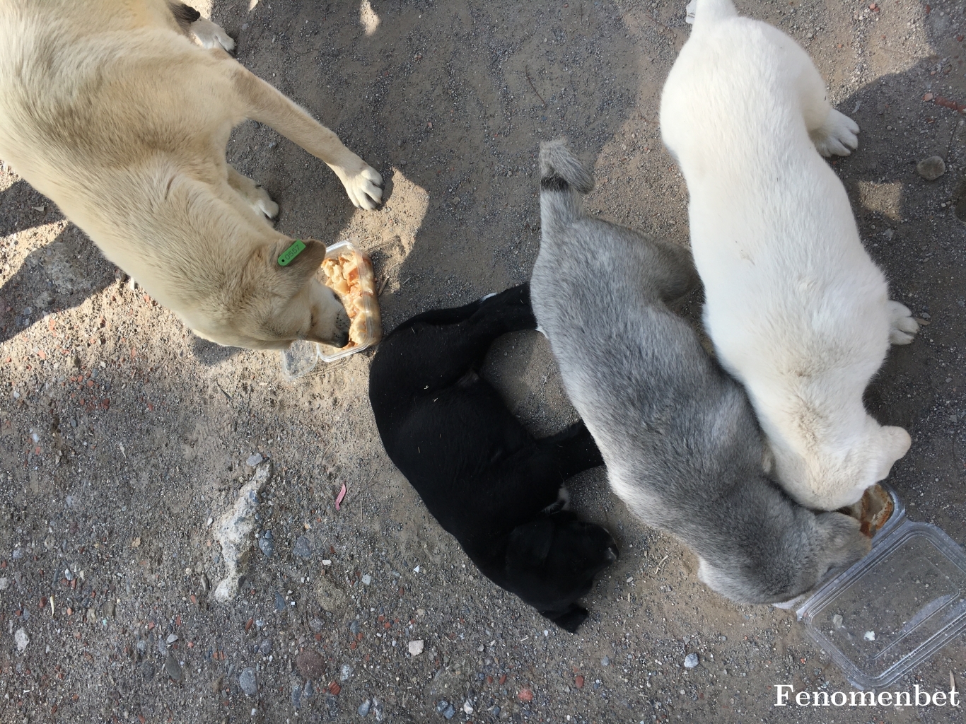 Glcndmr tarafından paylaşıldı