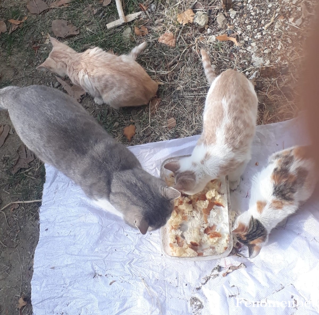 adm877 tarafından paylaşıldı