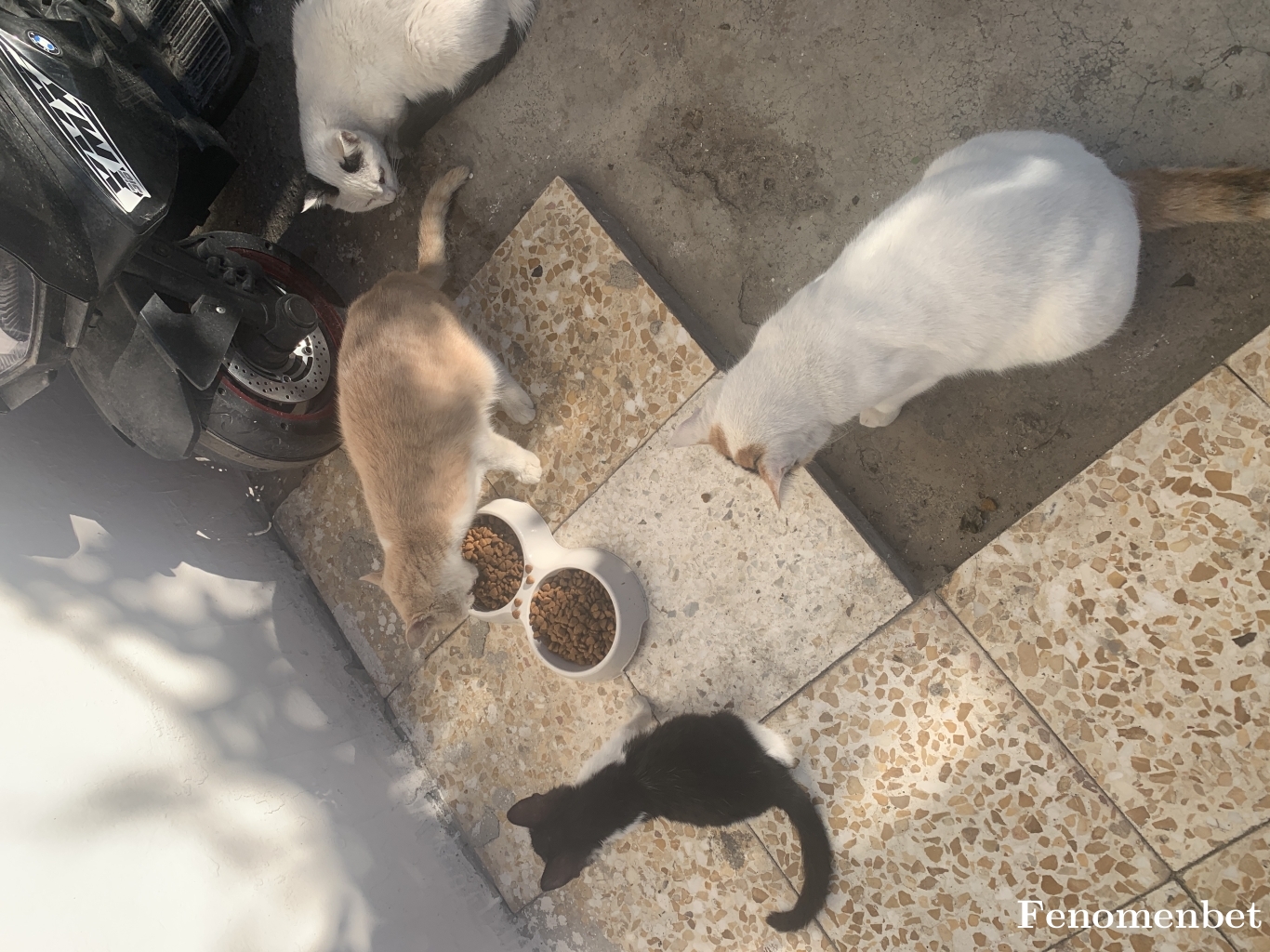 Aliko6331 tarafından paylaşıldı