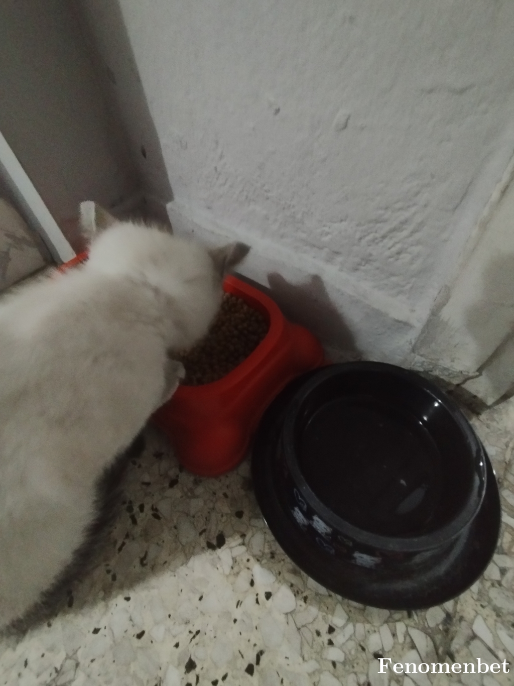 Serif2133 tarafından paylaşıldı