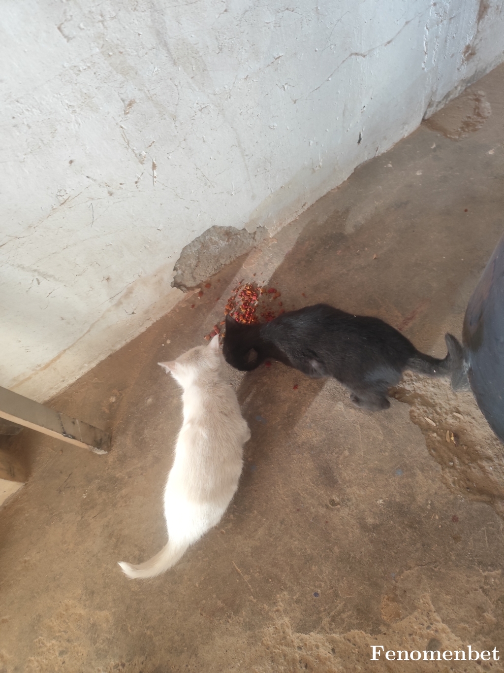 Furkanc30 tarafından paylaşıldı