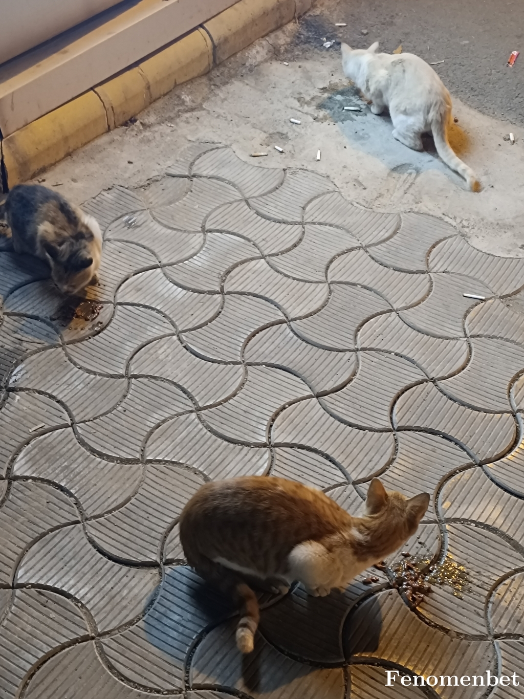 Kibrit21 tarafından paylaşıldı