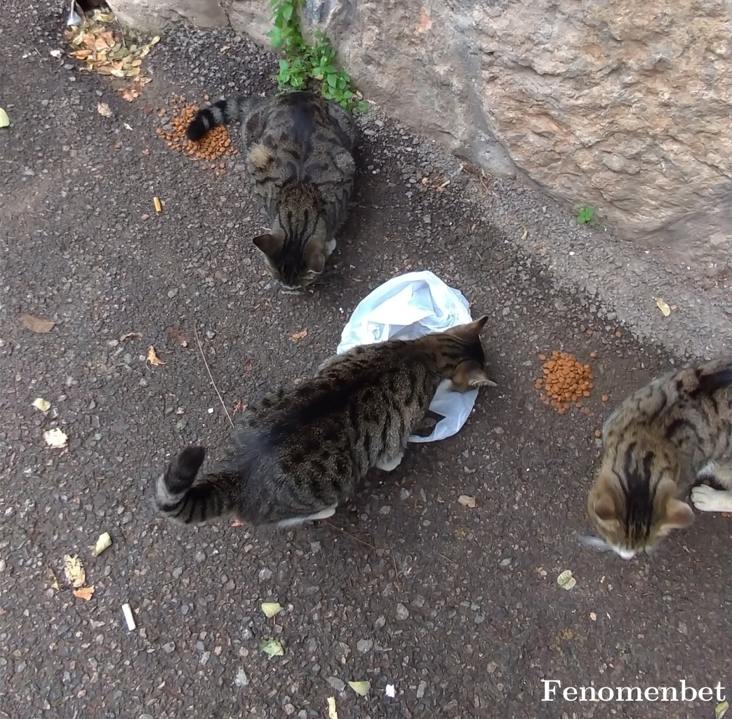 Mahsocan21 tarafından paylaşıldı