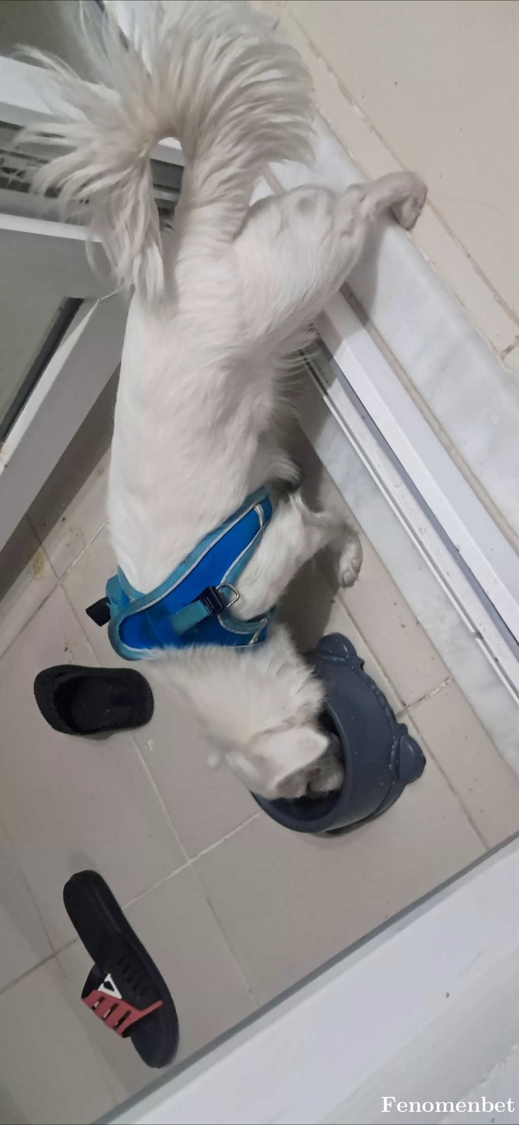 Plt123  tarafından paylaşıldı