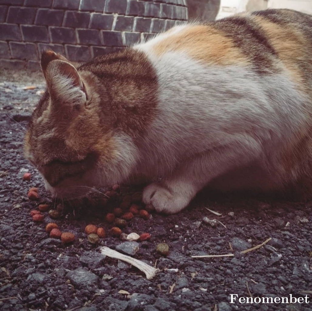 Kturkkal tarafından paylaşıldı