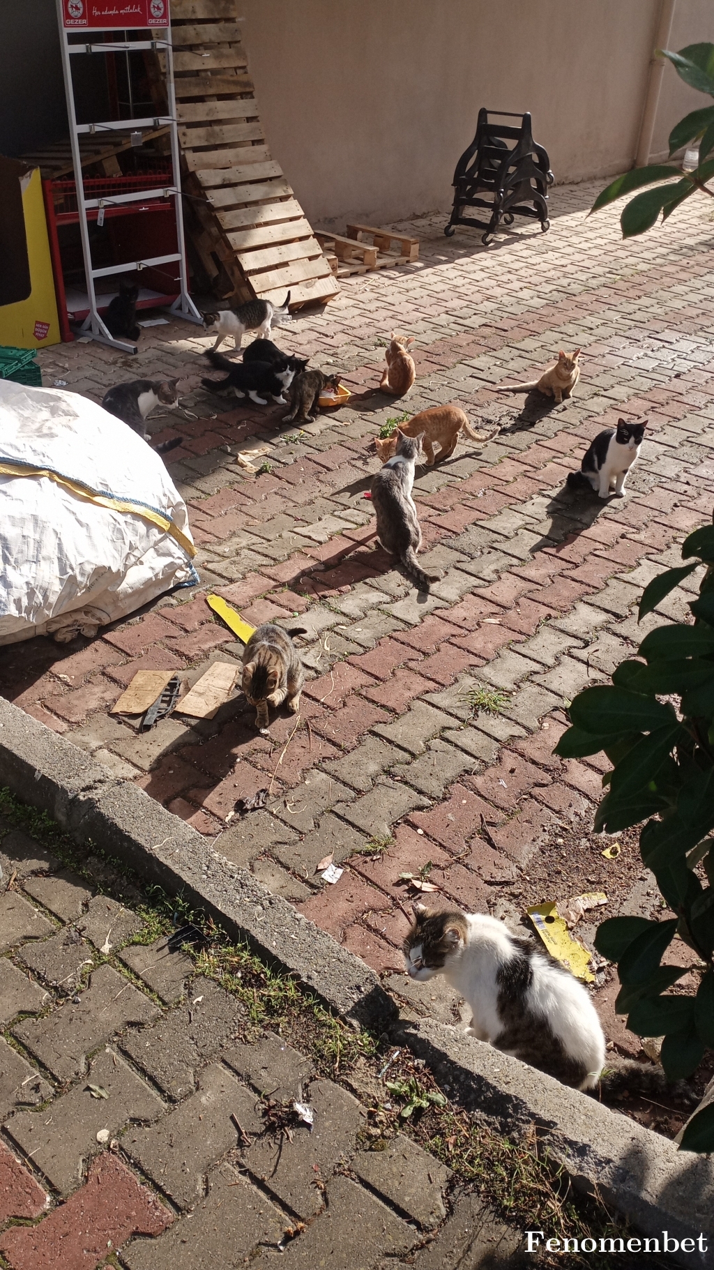 Dadas8090 tarafından paylaşıldı